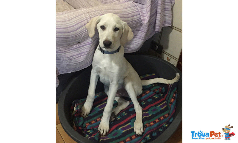 Cuccioli Incrocio Labrador, 3 mesi e Mezzo, Arrivati Dalla Sicilia, in Cerca di una Famiglia per S - Foto n. 2