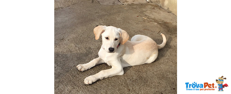 Cuccioli Incrocio Labrador, 3 mesi e Mezzo, Arrivati Dalla Sicilia, in Cerca di una Famiglia per S - Foto n. 3