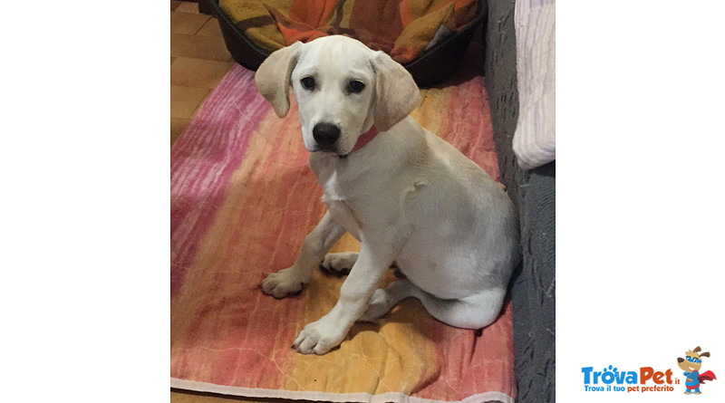 Cuccioli Incrocio Labrador, 3 mesi e Mezzo, Arrivati Dalla Sicilia, in Cerca di una Famiglia per S - Foto n. 4