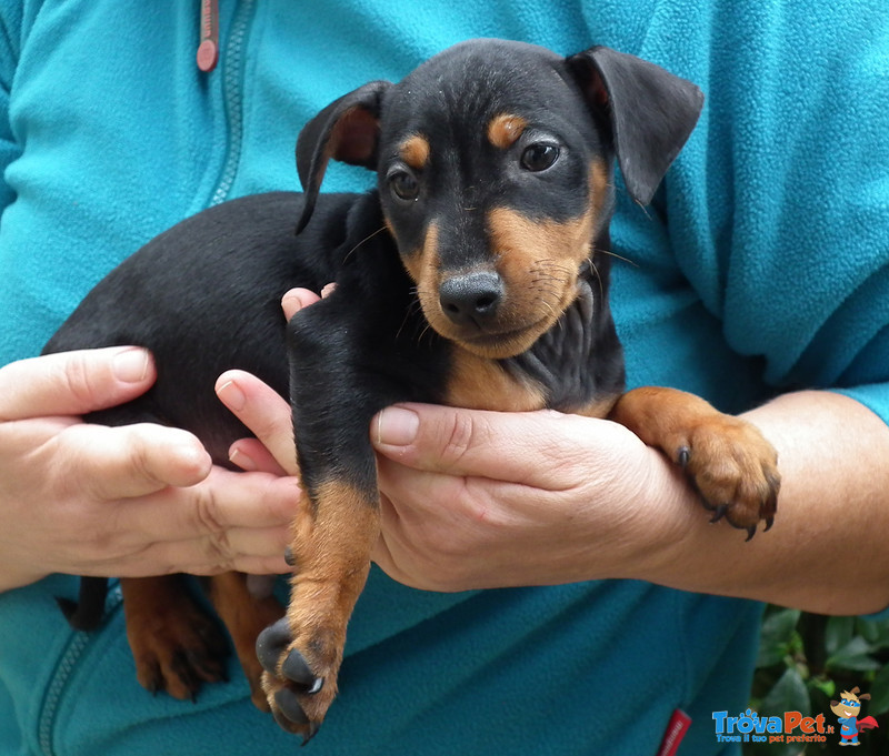 Pinscher Nano - Foto n. 2