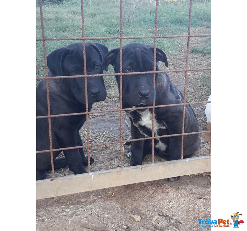 Incrocio shar pei, Cuccioli di 4,5 Mesi, Tolti dal Canile per Salvargli la Vita, Cercano Casa - Foto n. 1