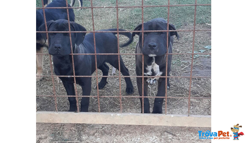 Incrocio shar pei, Cuccioli di 4,5 Mesi, Tolti dal Canile per Salvargli la Vita, Cercano Casa - Foto n. 2