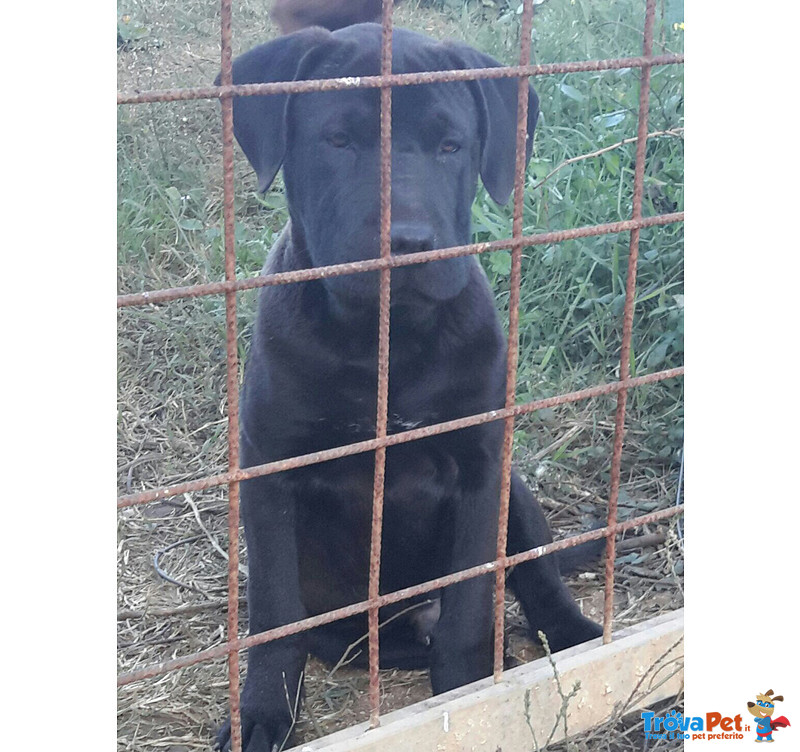 Incrocio shar pei, Cuccioli di 4,5 Mesi, Tolti dal Canile per Salvargli la Vita, Cercano Casa - Foto n. 3