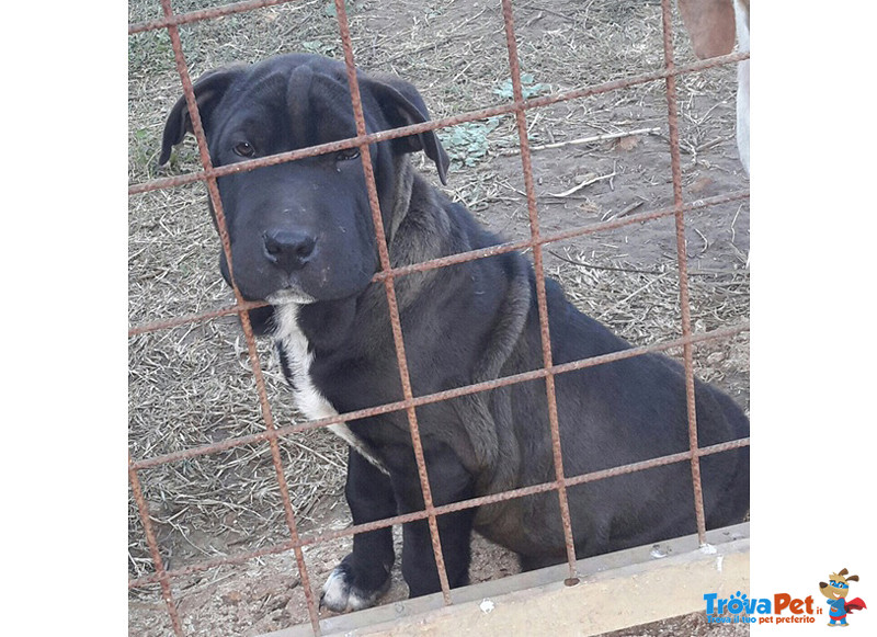 Incrocio shar pei, Cuccioli di 4,5 Mesi, Tolti dal Canile per Salvargli la Vita, Cercano Casa - Foto n. 4