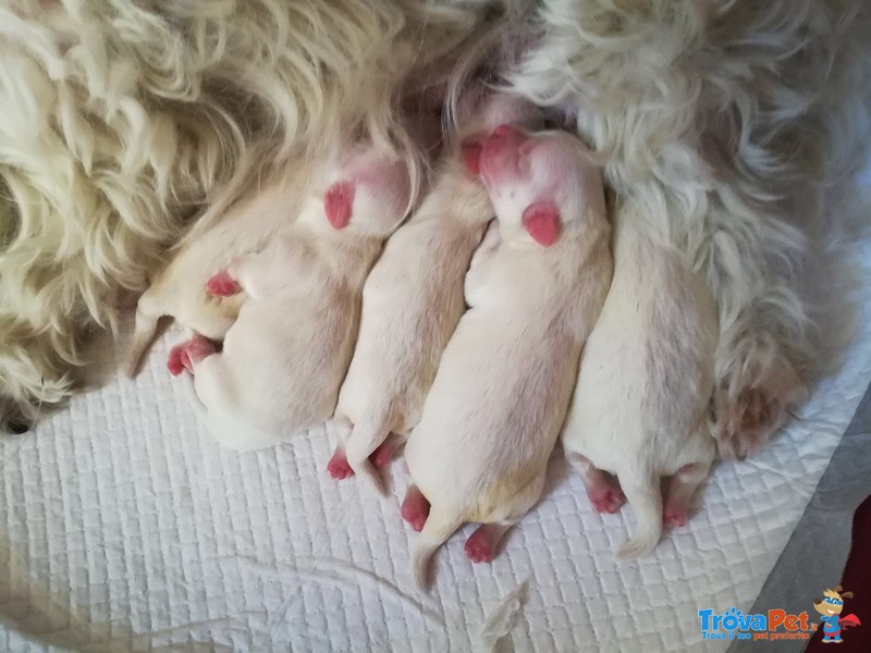 Vendo Cuccioli di Maltese - Foto n. 1