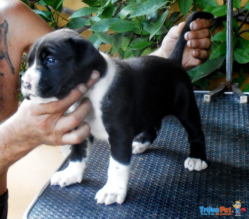 American pit bull Terrier Cucciolo Disponibile - Foto n. 2