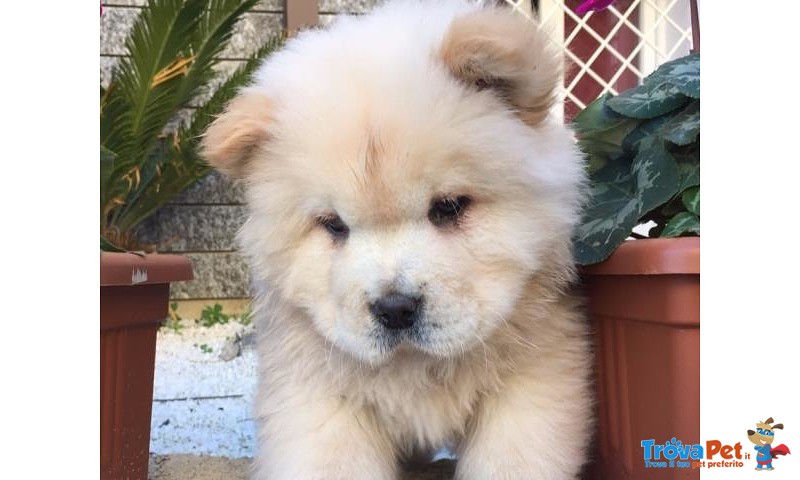 Disponibili Cuccioli di chow Chow - Foto n. 1