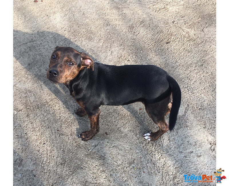 Attila, Cucciolo Incrocio Amstaff 3 Mesi, gia’ così Piccolo ha Conosciuto L’abbandono - Foto n. 1