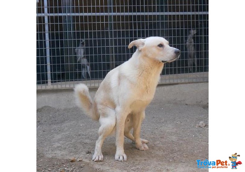 Prisco..ecco L'unica foto che Abbiamo di te! si Trova in Perrera e Cerca Casa - Foto n. 1