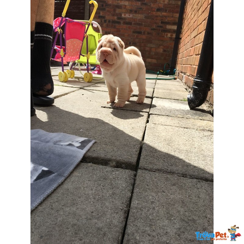 Dolcissimo Cuccioli di Shar-Pei - Foto n. 2