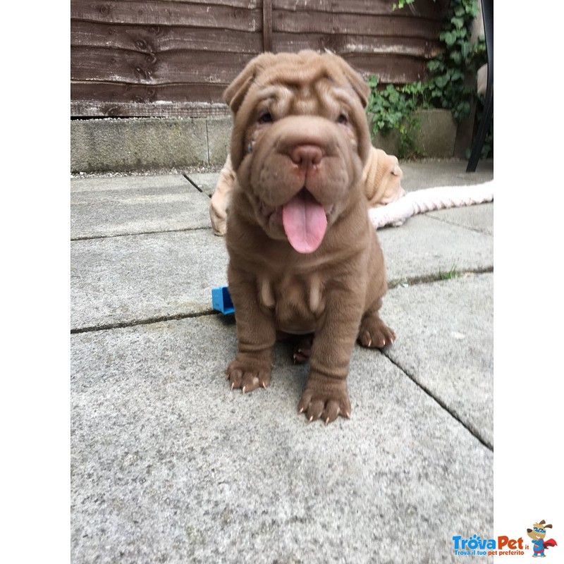 Dolcissimo Cuccioli di Shar-Pei - Foto n. 3