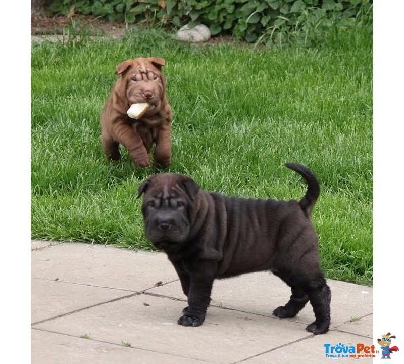 Dolcissimo Cuccioli di Shar-Pei - Foto n. 4