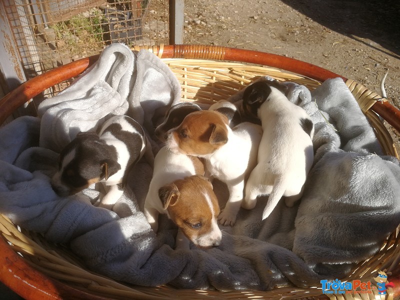 Splendida Cucciolata di jack Russell - Foto n. 1