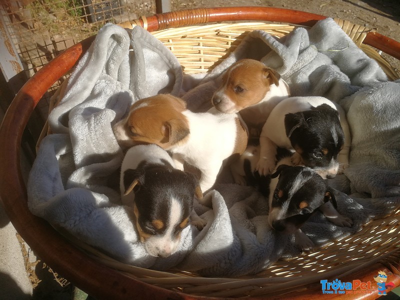 Splendida Cucciolata di jack Russell - Foto n. 2