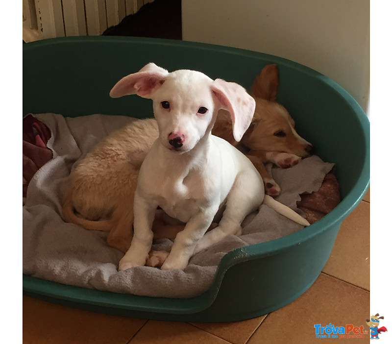 Beatrie e Hugo, 3 Mesi, Taglia Piccola, Arrivati a Bergamo dopo un Lungo Viaggio Verso la Speranza, - Foto n. 4