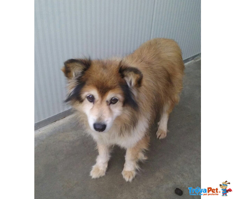 Gina Nonnina di 10 Anni, Incrocio Volpino, un Piccolo Fiore Gettato in Canile! Cerca Casa - Foto n. 2