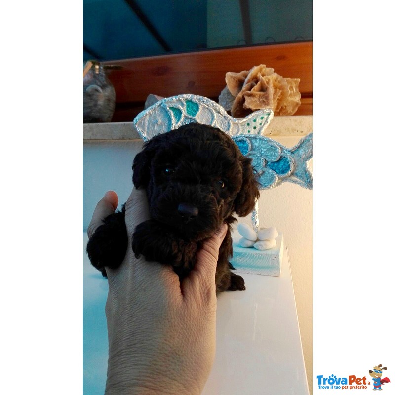 Cuccioli di Barboncino toy nero con Pedigree - Foto n. 1