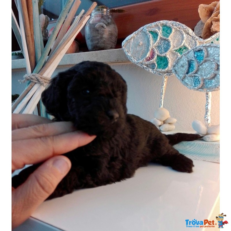 Cuccioli di Barboncino toy nero con Pedigree - Foto n. 2