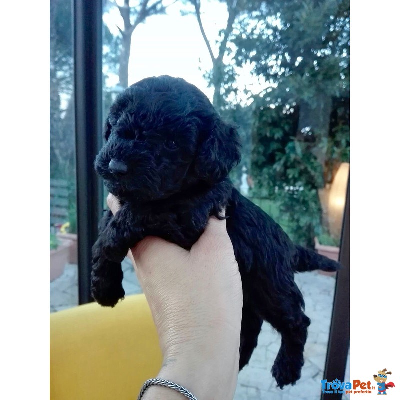 Cuccioli di Barboncino toy nero con Pedigree - Foto n. 3