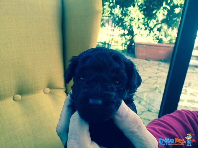 Cuccioli di Barboncino toy nero con Pedigree - Foto n. 8