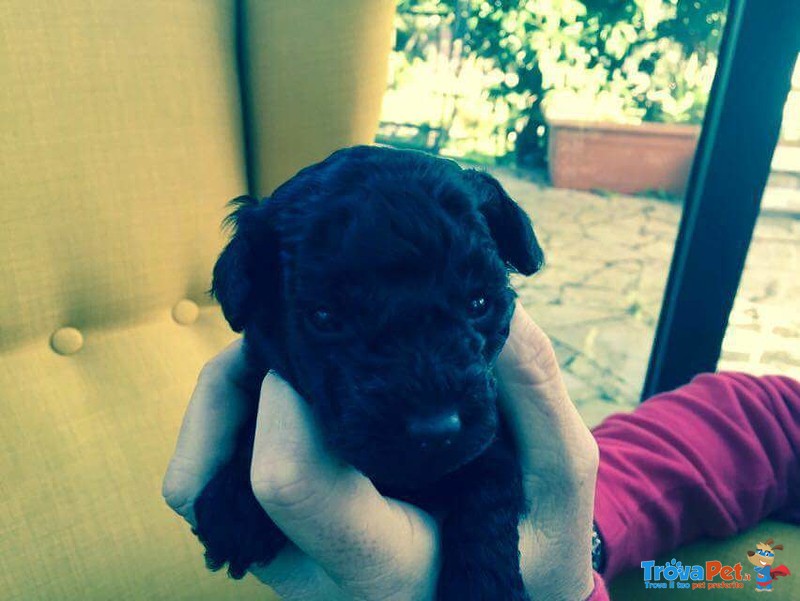 Cuccioli di Barboncino toy nero con Pedigree - Foto n. 9