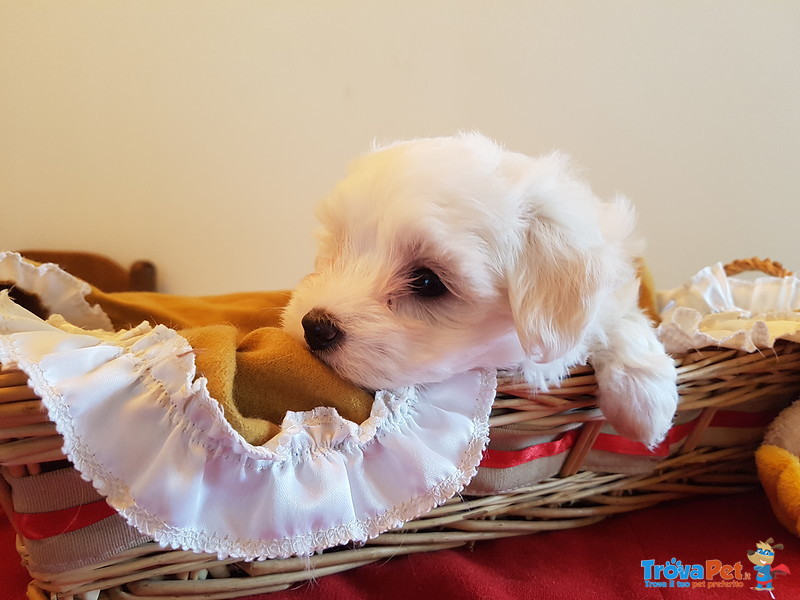 Maltese Cucciolo Bellissimo - Foto n. 2