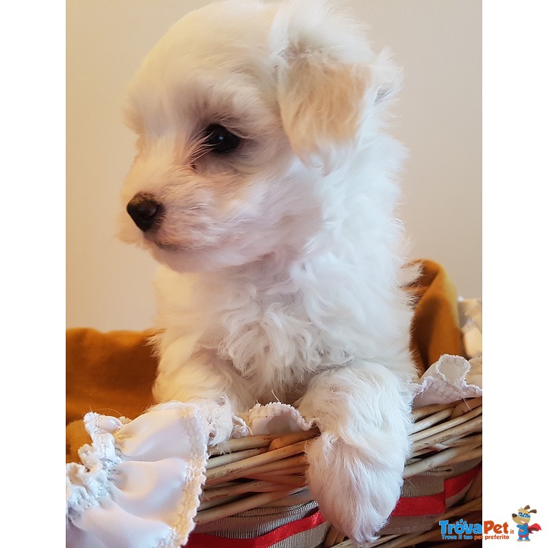 Maltese Cucciolo Bellissimo - Foto n. 1