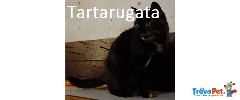 Tartarugata - Foto n. 1