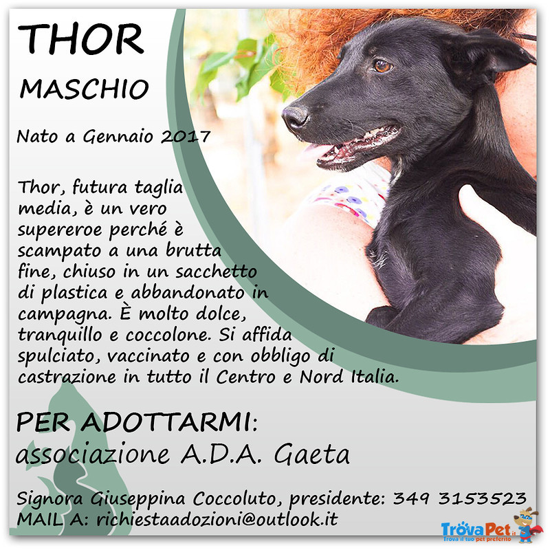 Thor: cane in Regalo - Foto n. 5