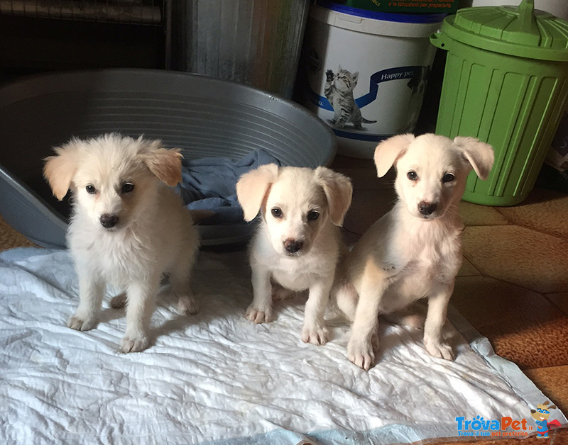 Ariana, Carly e Victoria, Cuccioli di 3 Mesitrovati in un Pozzo, Salve per Miracolo, Arrivate a Berg - Foto n. 2