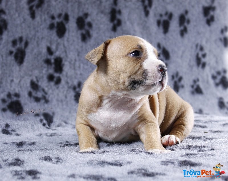 Bellissimi Cuccioli di Amstaff - Foto n. 2