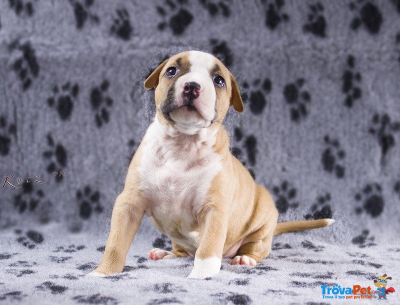 Bellissimi Cuccioli di Amstaff - Foto n. 3