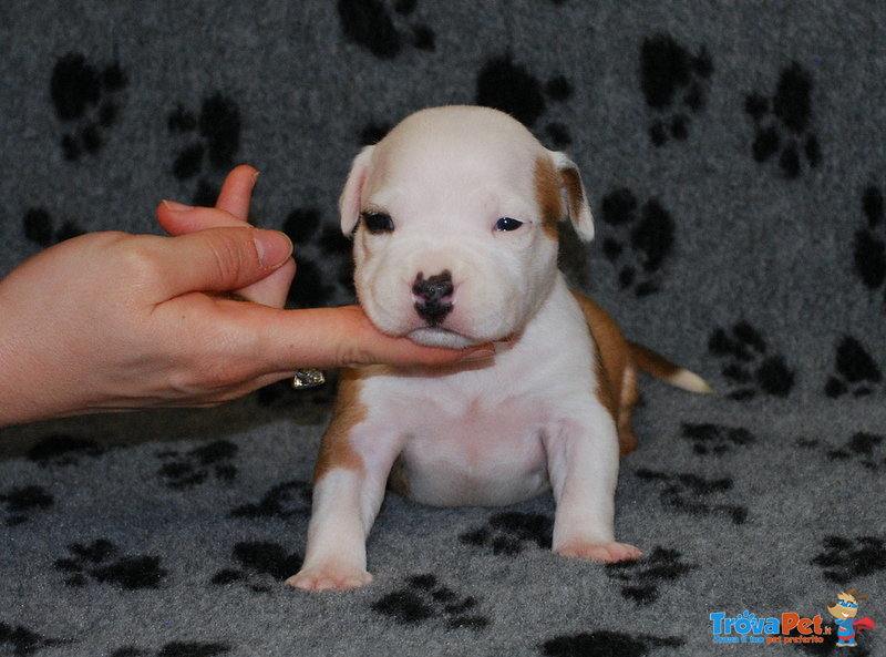 Bellissimi Cuccioli di Amstaff - Foto n. 1