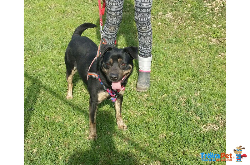 Thor Bellissimo Meticcio, 4 Anni, Taglia Media. da Troppo Tempo in Canile si Dispera, Nessuna Richie - Foto n. 1