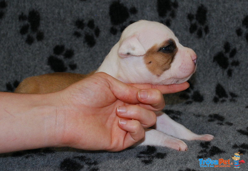 Bellissimi Cuccioli di Amstaff - Foto n. 5