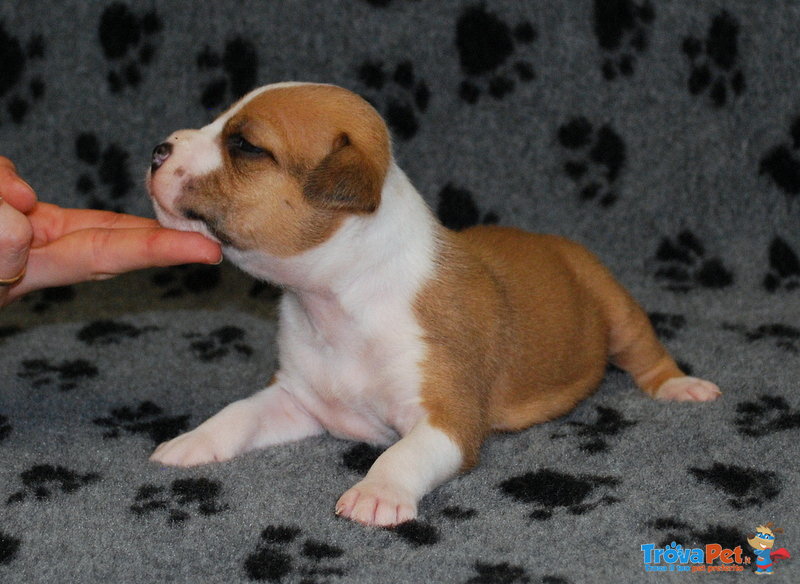 Bellissimi Cuccioli di Amstaff - Foto n. 6