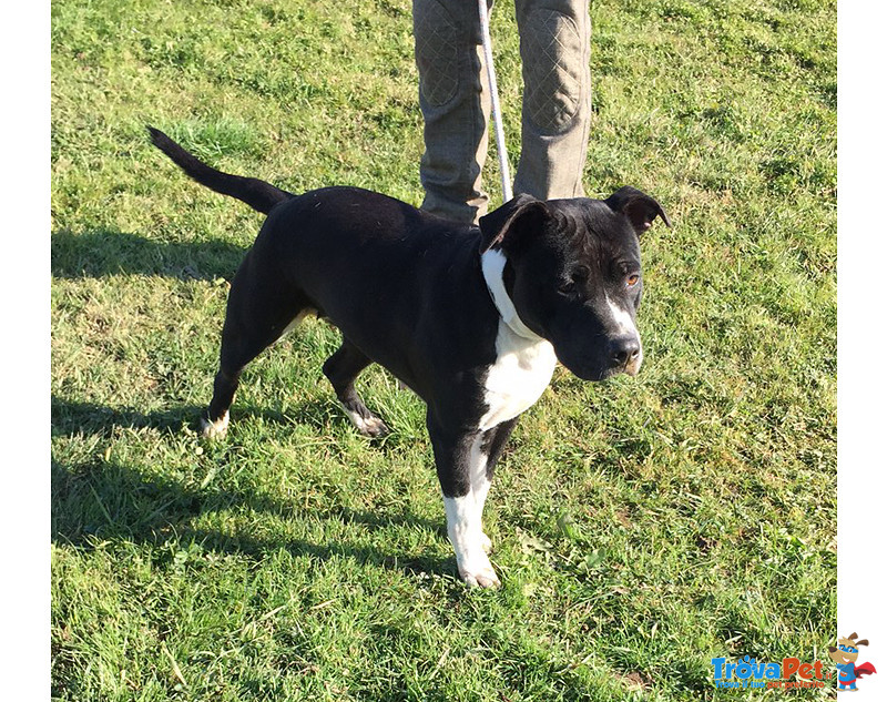 American Staffordshire Terrier, Venere, 18mesi, Arrivata in Canile con Microchip, mai Ritirata!!!! - Foto n. 2