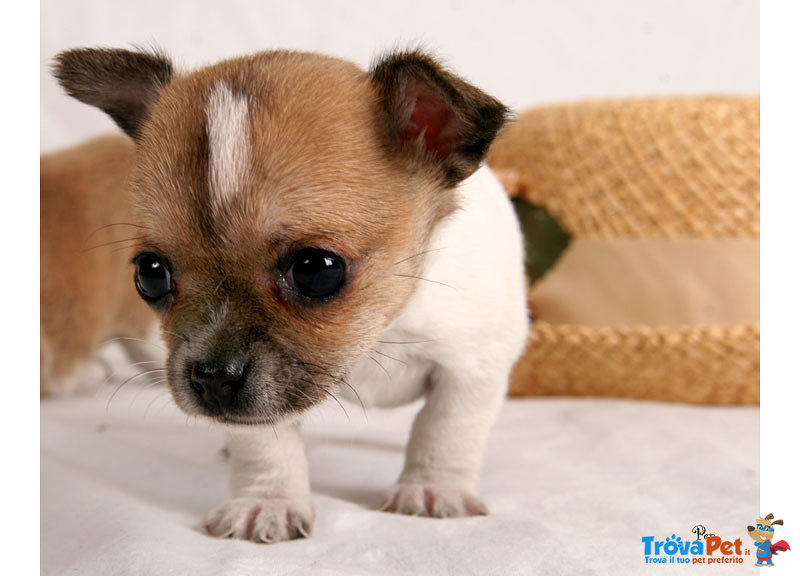 Chihuahua mini Toy - Foto n. 1
