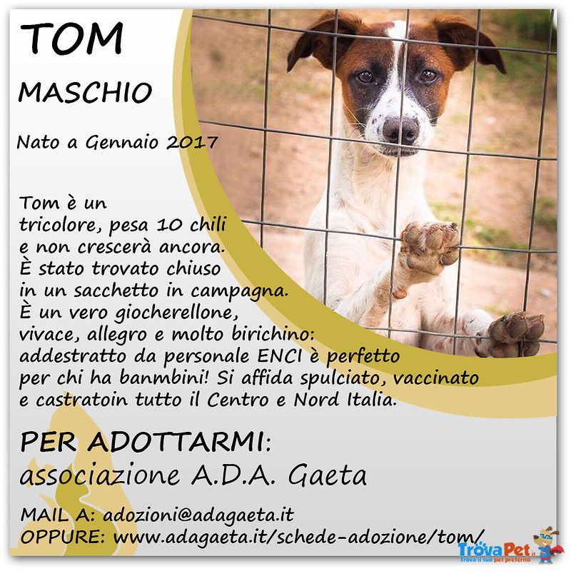 Cucciolo in Regalo: Tom - Foto n. 8