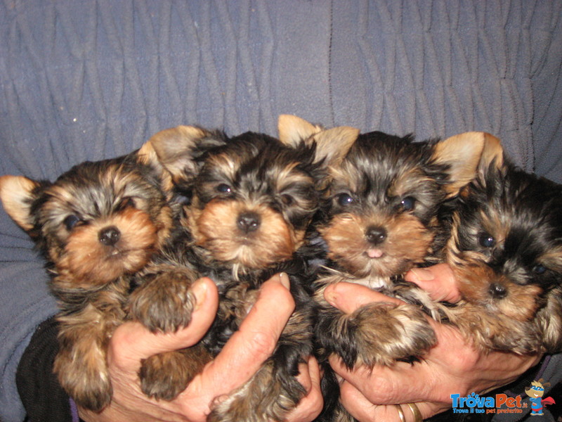 Cuccioli Yorkshire Terrier - Foto n. 1