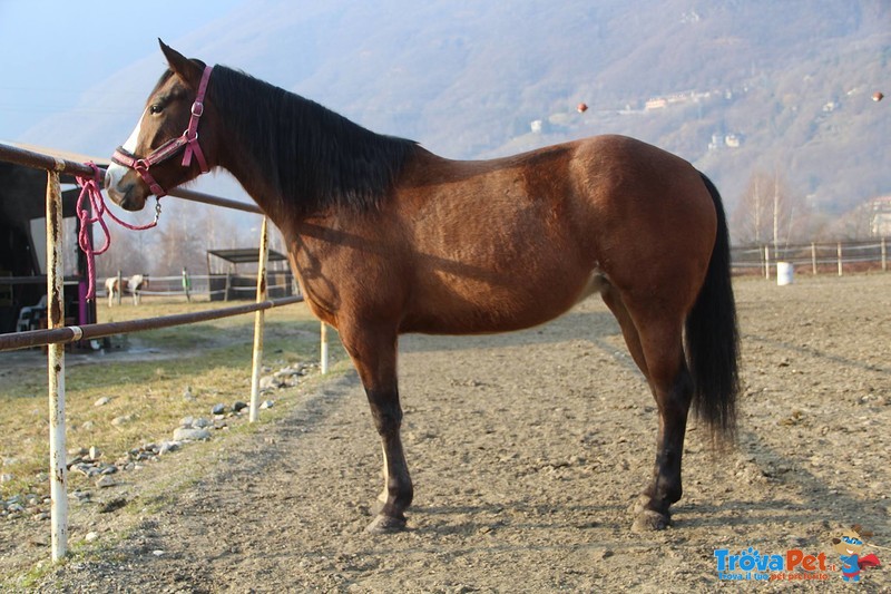 Fattrice Quarter Horse - Foto n. 2