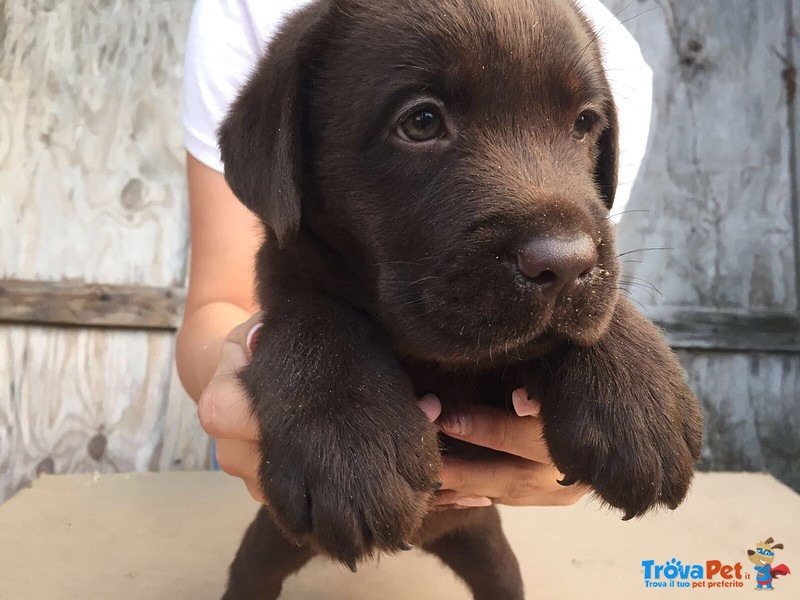 Labrador Fantastici - Foto n. 1