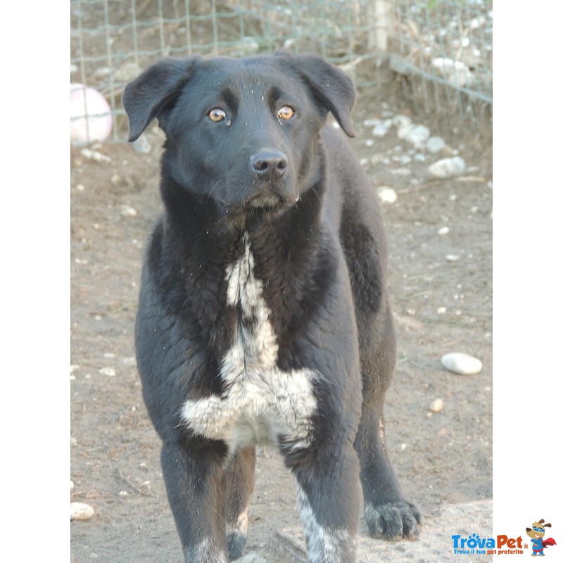 Leon, Cagnolone con il Terrore Negli Occhi, Attende un Miracolo... - Foto n. 1