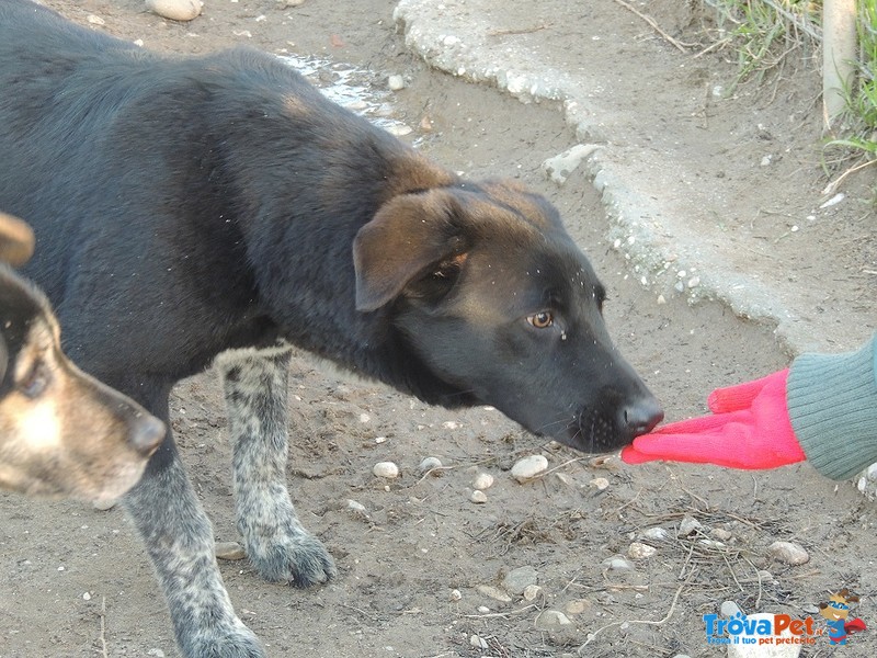 Leon, Cagnolone con il Terrore Negli Occhi, Attende un Miracolo... - Foto n. 2