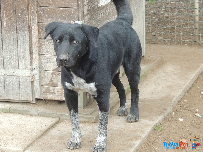 Leon, Cagnolone con il Terrore Negli Occhi, Attende un Miracolo... - Foto n. 4