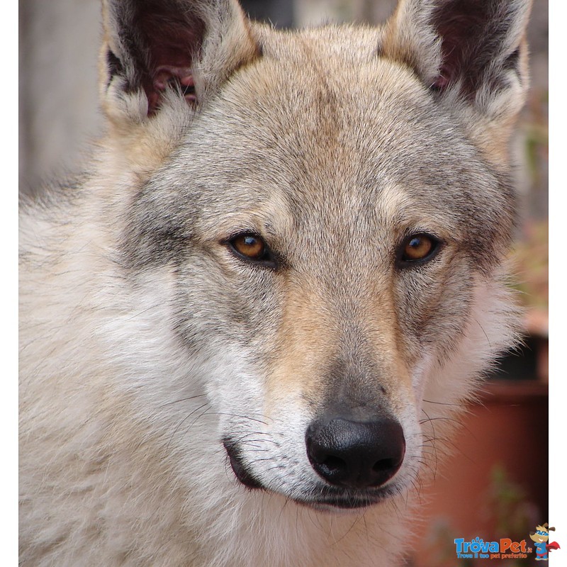 Cuccioli cane lupo Cecoslovacco - Foto n. 1