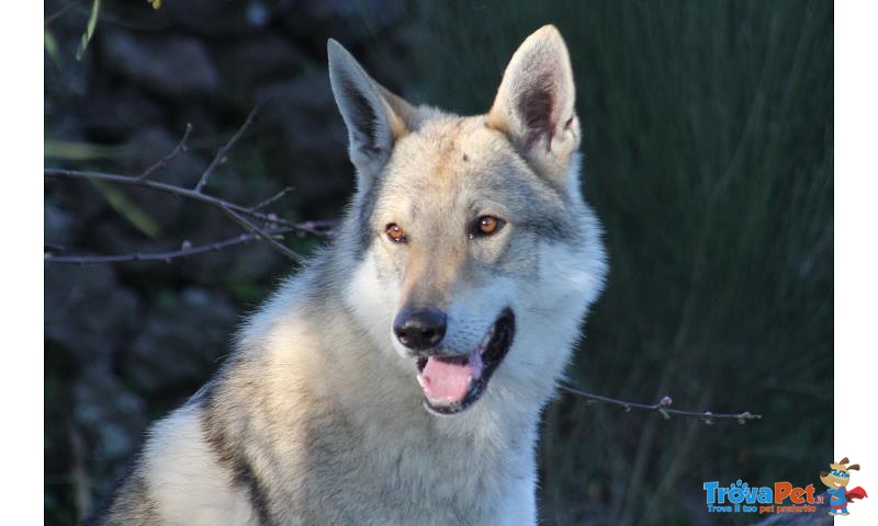 Cuccioli cane lupo Cecoslovacco - Foto n. 4