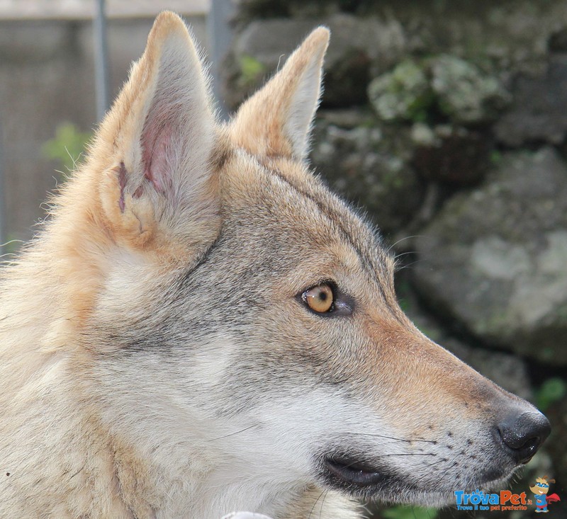 Cuccioli cane lupo Cecoslovacco - Foto n. 6
