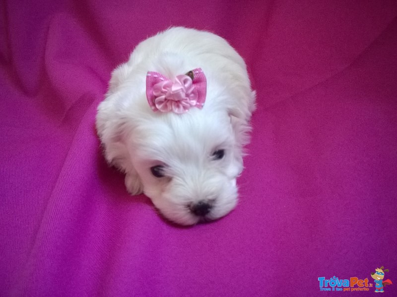 Cuccioli Maltese - Foto n. 1