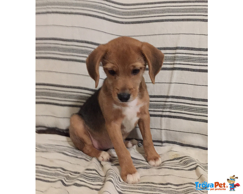 Saretta, 3 Mesi, Incrocio Beagle, Buttata via Ancora Neonata, Cerca Casa - Foto n. 1